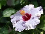 *** Hibiscus ***