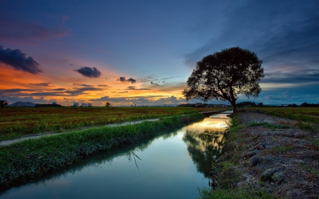 *** Beautiful sunset *** - nature, tree, sunset, beautiful