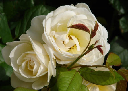 *** White roses *** - white, flower, roses, flowers, nature