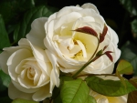 *** White roses ***