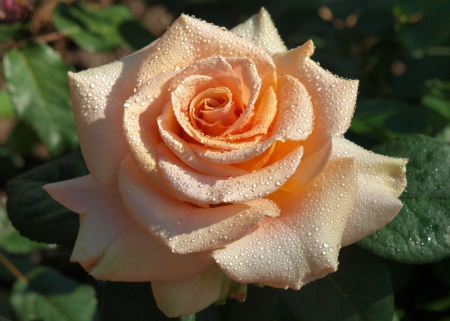 *** Drops on rose *** - flower, drops, rose, flowers, nature