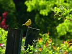 Spring Warbler