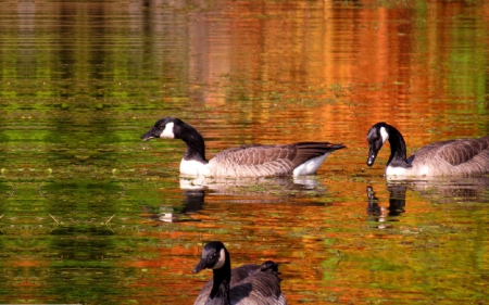 geese in fall - lake, fall, geese, goose, water, bird, birds