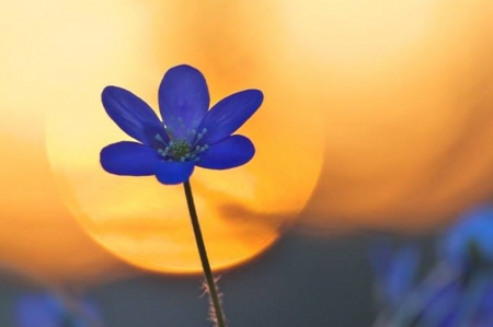 blue flower - sky, flower, photography, sun, blue