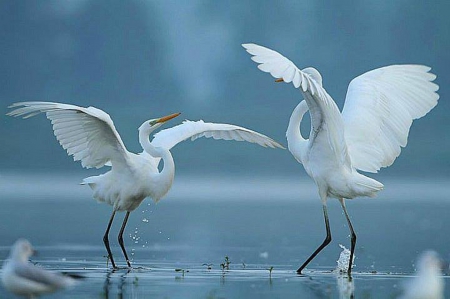 graceful dance - beauty, dance, photography, grace, birds