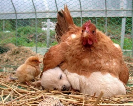 Impartial Love - chick, hay, cute, impartial, puppy, love, warmth, sleeping, hen