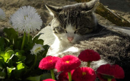 Cat - pretty, cat face, sleepy, paws, kitten, cats, face, sleeping, hat, beautiful, beauty, lovely, sweet, cat, cute, animals, kitty