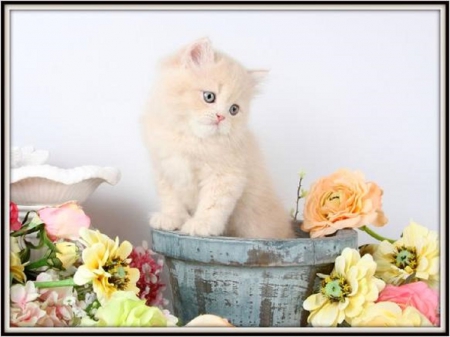 cute perssian kitty - persian, cute, cat, animals, kitty