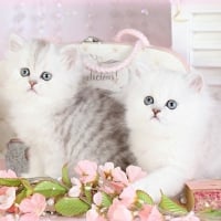 white perssian fluffy kittens