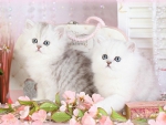 white perssian fluffy kittens