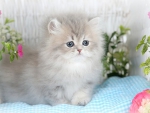 cute gray perssian kitten