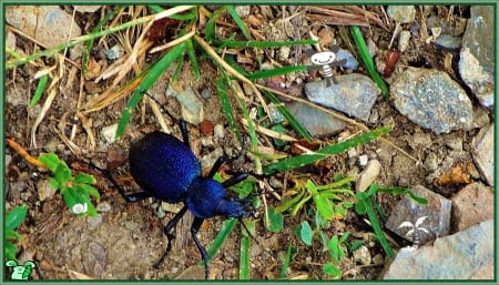 par la mi d'amore - juni, green, holiday, summer, natur, blue boy