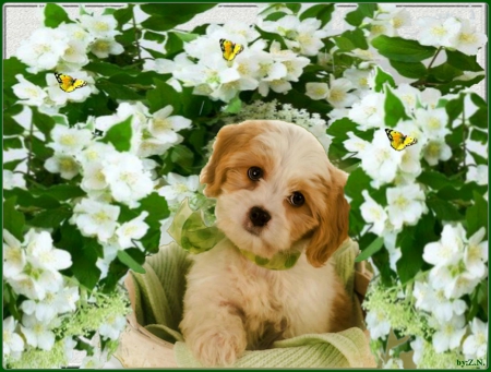 cute dog - flowers, cute, dog, butterflies