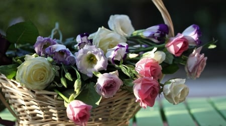 Roses - basket, roses, colors, gorgeous