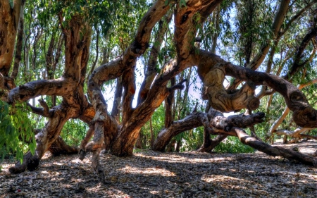 Twisted Trees - sand, forest, trees, twisted