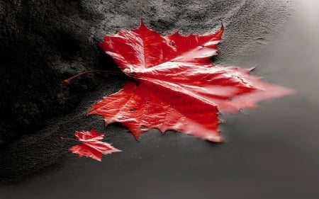 Autumn - nature, leaf, autumn, rain