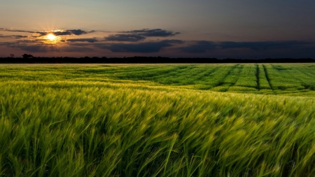 Green Fields - fields, green, the, sun