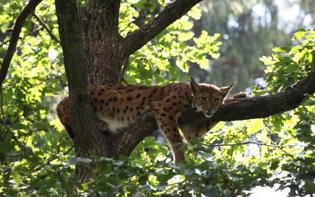 Lynx - animal, tree, Lynx, cat