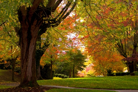 Autumn in woods - autumn, the, woods, west, in