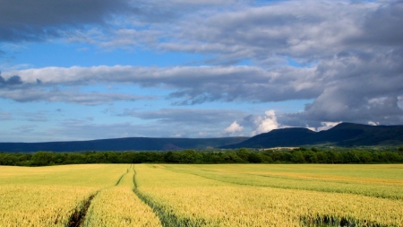 Yellow Fields - fields, sky, yellow, clouds, mountains