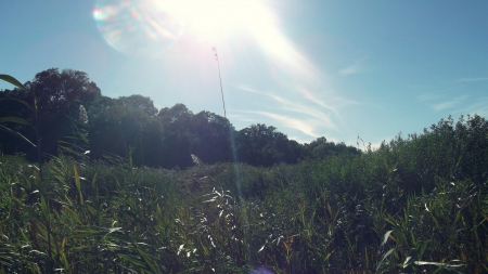 nature - forest, nature, sun, autumn