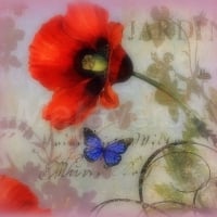 âœ«Jardin Poppiesâœ«