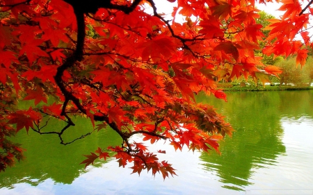 Colorful Autumn - lake, twig, tree, leaves