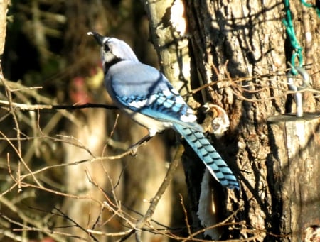 hangin' out - animals, nature, birds, blue