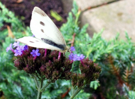 Butterfly - butterfly, nature, animals, photography