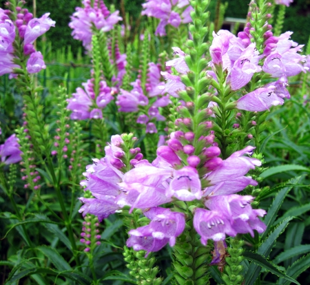 Flowers - flower, pink, flowers, photography, nature, green