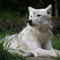 White wolf