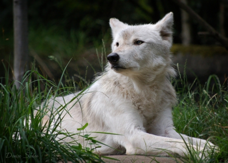 White wolf - wolfrunning, snow, dog, mythical, the pack, wisdom beautiful, grey wolf, timber, canis lupus, abstract, spirit, friendship, howling, grey, white, nature, arctic, wallpaper, majestic, wolf, canine, pack, wild animal black, wolf wallpaper, winter, wolf pack, quotes, howl, wolves, black, lobo, lone wolf, solitude