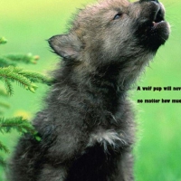 wolf wisdom