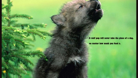 wolf wisdom