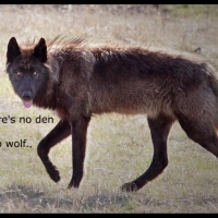 wolf wisdom