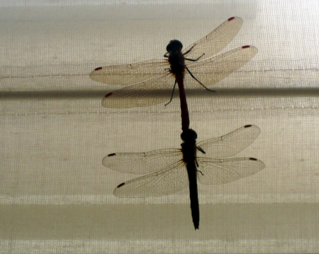 Together - wings, dragonfly, animals, photography