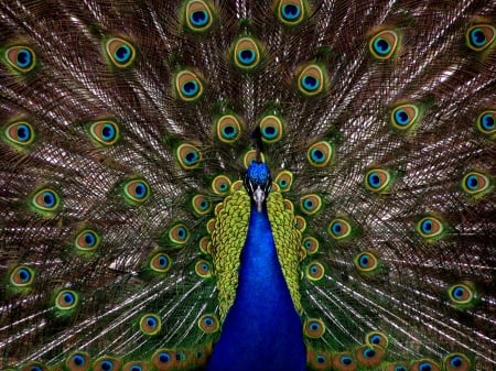 Peacock! - peacock, proud, colours, bird