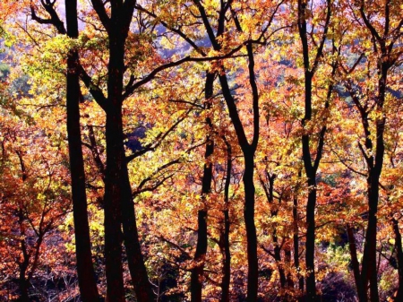 Colors of Autumn - brown, autumn, fall, yellow, red, leaves, orange, green