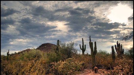 perfect desert landscape - cactus, hill, desert, clouds