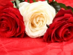 *** Roses ***