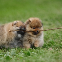 *** Pomeranian dogs ***