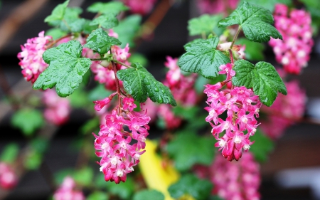 Lovely Flowers - nature, fresh, flowers, pink