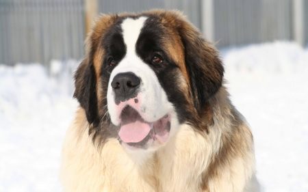 *** St. Bernard Dog *** - animal, dogs, animals, dog