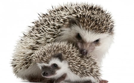 *** Hedgehogs *** - animal, two, animals, hedgehods