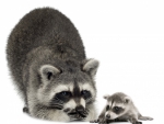 *** Raccoons ***