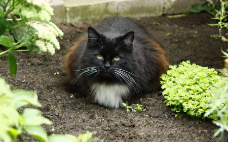 *** Cat in garden *** - cat, cats, animal, animals