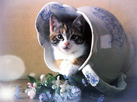 Adorable Kitty - hide and seek, playful, adorable, flowers, cute, still life, peeking, kitten