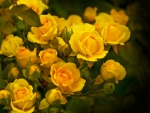 Yellow roses