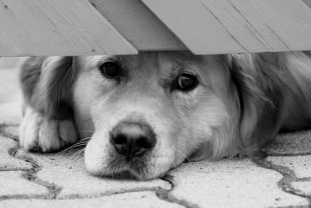 Hello, is there anybody ? - image, dog, expression, color, new, wallpaper