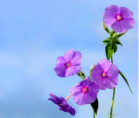 Delicate flowers for my kind friend Hazel - with love, flowers, for you, pink